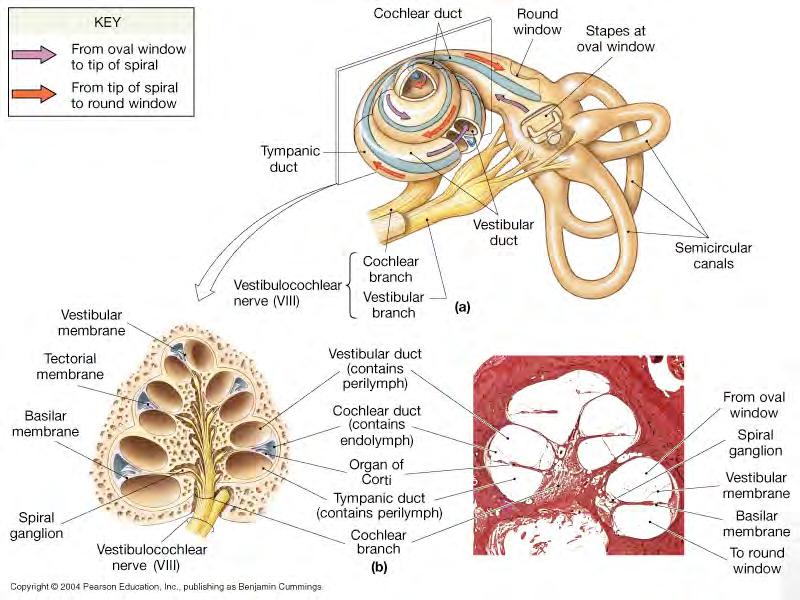 the cochlea 4.