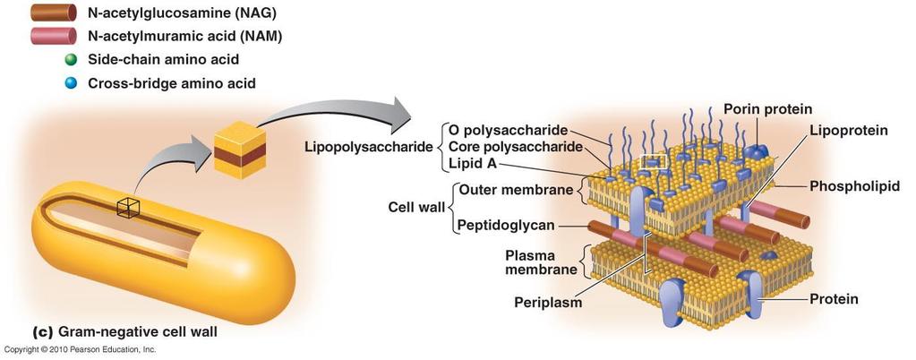 Gram-negative Cell Wall Lipid A of LPS acts as endotoxin; O polysaccharides