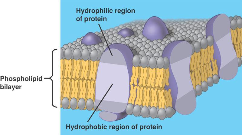 Introduction I 2 Biological membranes are phospholipid bilayers with associated proteins. Current data support a fluid mosaic model of the cell membrane.