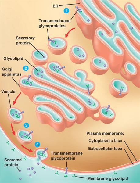 Introduction II 3 Biological membranes fuse and form closed vesicles.