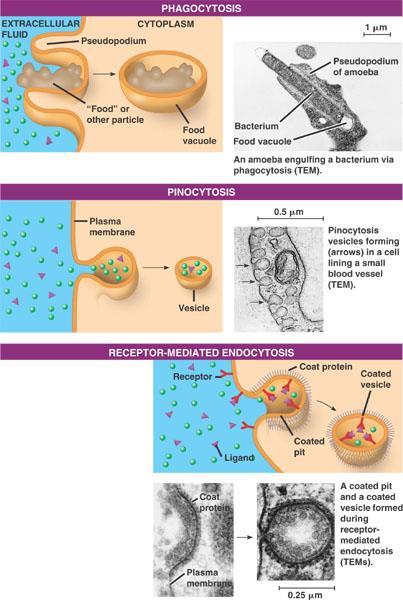 Endocytosis vs.