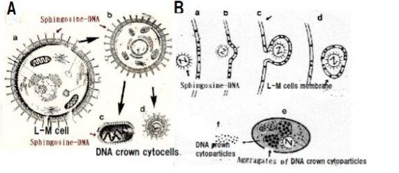 Biotechnical and Systematic Preparation of Artificial Cells (DNA Crown Cells) H~J: Light microscopic observation of L-M cells which were treated with Sph-DNA.
