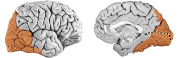 Human Visual Cortex Parietal Lobe Occipital Lobe Temporal Lobe Calcarine sulcus Human cortex spans a surface area on the order of 1000cm 2 2-4mm in thickness 50000 neurons per cubic millimeter => 25