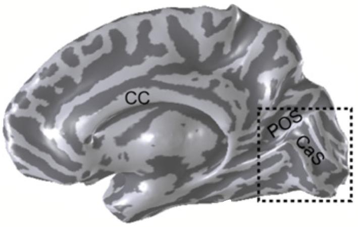 Phase-encoded Retinotopic Mapping Differential measurement; for each cortical location, the most effective stimulus is estimated by comparing the responses to a