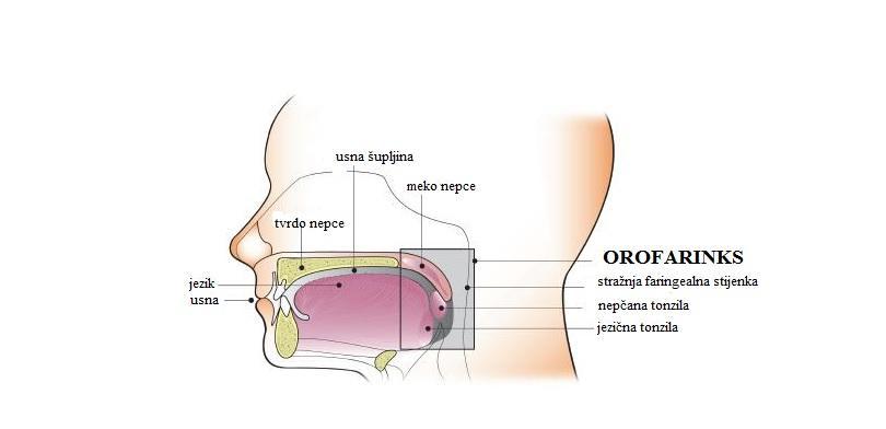 1.1. ANATOMIJA OROFARINKSA Orofarinks je srednji dio ždrijela anatomski smješten između epifarinksa s gornje i hipofarinksa s donje strane.