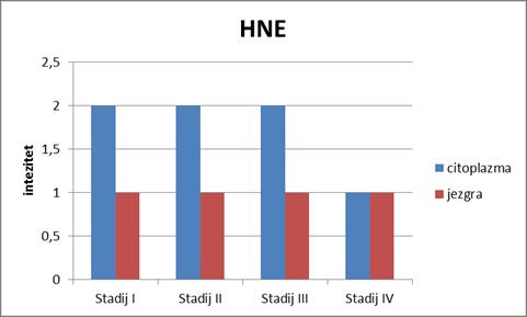 Slika 26. Grafički prikaz srednje vrijednosti intenziteta HNE imunoreakcije prema kliničkim stadijima u citoplazmama i jezgrama pločastih tumorskih stanica.