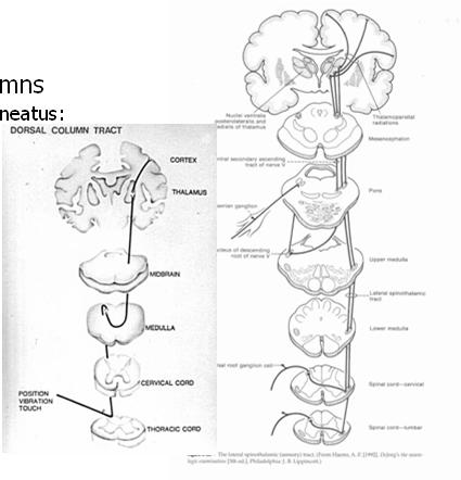 Sensory Tracts Dorsal(Posterior) Columns Fasciculus gracilis & cuneatus: Fine touch Pressure Vibration Position sense Proprioception Lateral