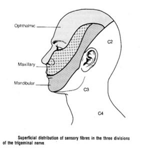 CN V (Trigeminal) Sensation to 3 divisions of the face Touch jaw, cheeks, & forehead bilaterally with