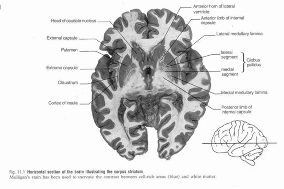 Basal Ganglia Several masses of subcortical nuclei located deep in cerebral hemispheres Lenticular nucleus Globus pallidus and putamen Caudate nucleus