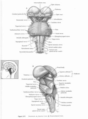 endocrine, hormonal, temp regulation, sexual/ appetite satiation, sleepwake cycle, circadian rhythms (Hypophysis) Pituitary Gland Located in the sella turcica & base of brain Connected to the