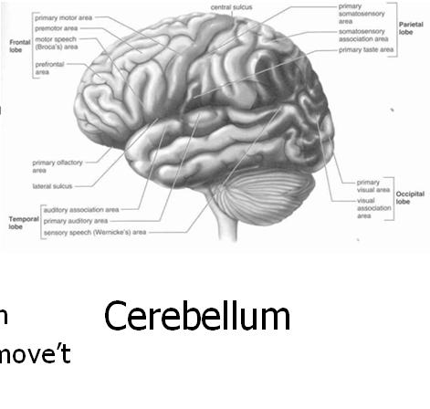 Equilibrium Movement co-ordination Fine motor move t Balance Cerebellum Spinal Cord Anatomy segmented mass of