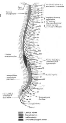 space Spinal Nerves Extracted from Crossman, A. R., Neary, D. (1995) An Illustrated Colour Text.