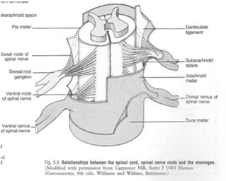 Spinal Nerves Dorsal roots afferent (sensory) impulses enter cord Convey sensory input from specific areas of