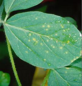 highly virulent to a number of soybean cultivars (Ansari 2005; Kaewnum et al. 2005). Acknowledgements A portion of this work was done during a sabbatical leave (S. L.