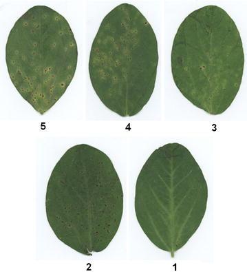 RR, DKB 26-51, and DKB 32-52) for resistance to three strains (UIUC- 1, UIUC- 2, and ATCC 17915) of Xanthomonas axonopodis pv. glycines. Values represent the means ± standard errors Fig.