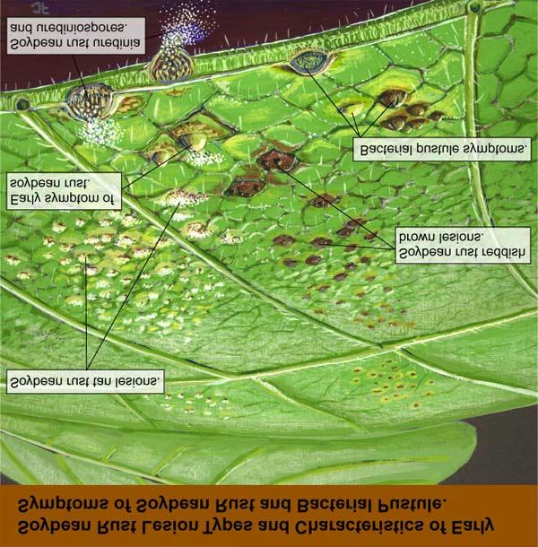 Soybean Rust Lesions http://www.aphis.