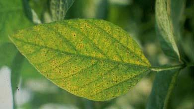 Soybean Rust http://www.aphis.usda.