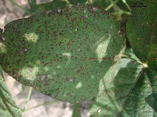 Frogeye Leaf Spot Lesions start as dark, water-soaked spots