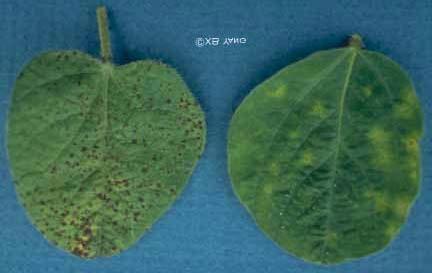 Septoria Brown Spot & Bacterial Blight Compared with Soybean Rust Irregular, dark brown lesions, Halo, redbrown Irregular lesions at brown lesionscenter