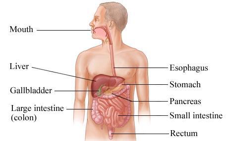 Colegio de San Francisco de Paula Curso 2015-16 Accessory glands are organs that release secretions into the digestive tract.
