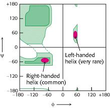 * the radius of the helix allows for favorable van der Waals interactions across the helical axis. * side chains are well staggered minimizing steric interference. 3.10 helix!