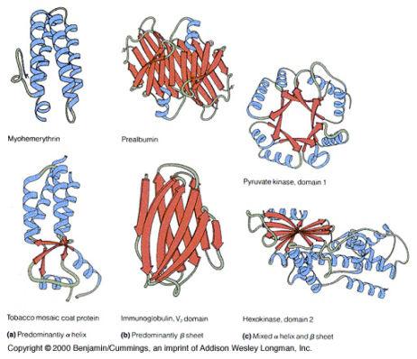 Globular proteins show enormous structural diversity
