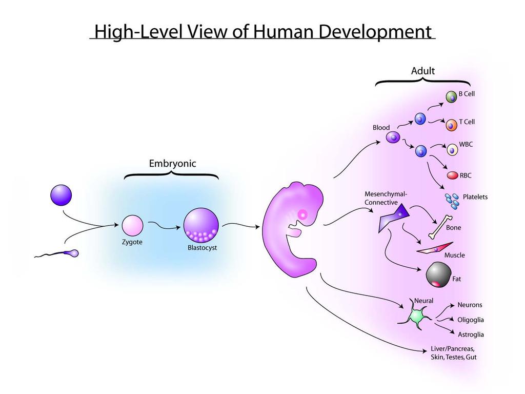 Summary: Development and cell identity!