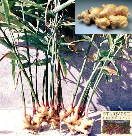 GENERAL APPEARANCE Ginger is a large tuberous perennial plant Ginger