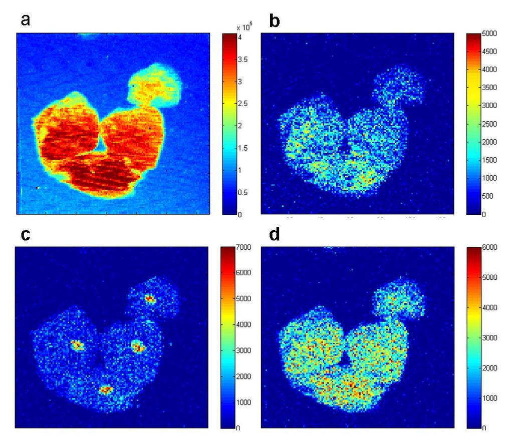 Why it s important to have spatial resolution and mass resolution 2D Cell Imaging of Cheek Cells ToF-SIMS images of freeze fractured, freeze dried cheek cells deposited on steel.