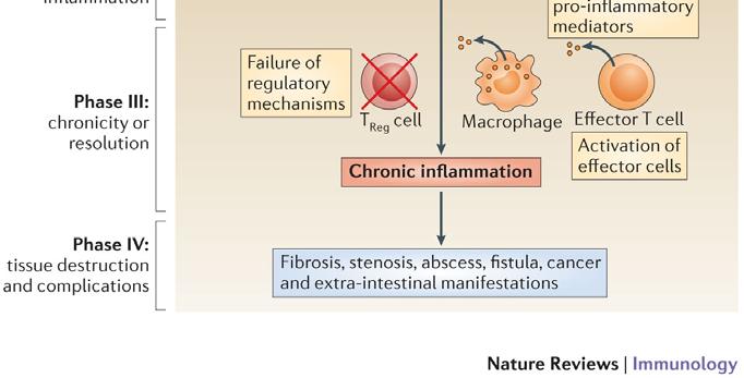 bacteria, infection, NSAIDs) Pathogenesis