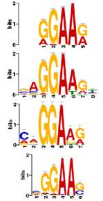 Mutant p53 activates TDP2 expression Figure 2. Motif alignment and binding prediction. (A) The EBS is the most overrepresented motif discovered in the MEME alignment.