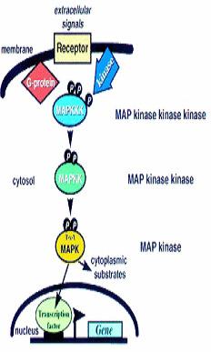 2 growth factors (GFs) and stress, controlling whether or not a cell grows, divides or undergoes apoptosis (1). Figure 1. The Phosphorylation Cascade of the MAPK Pathways.