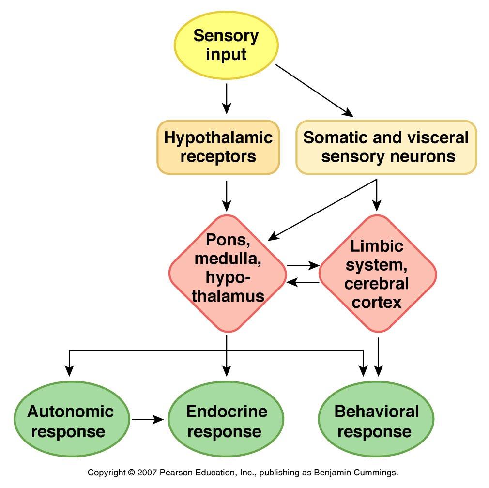 Integration of autonomic, endocrine and