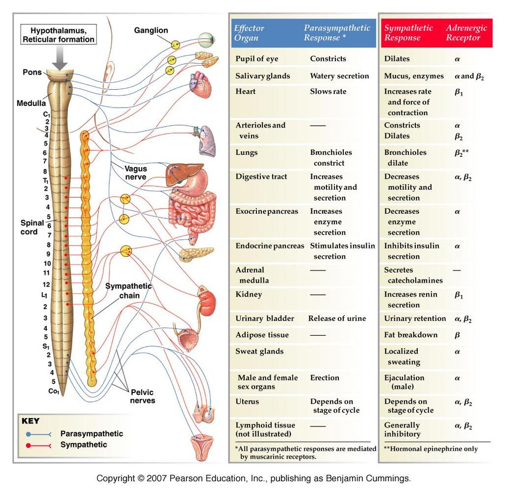 General organization and function of the Autonomic Nervous System