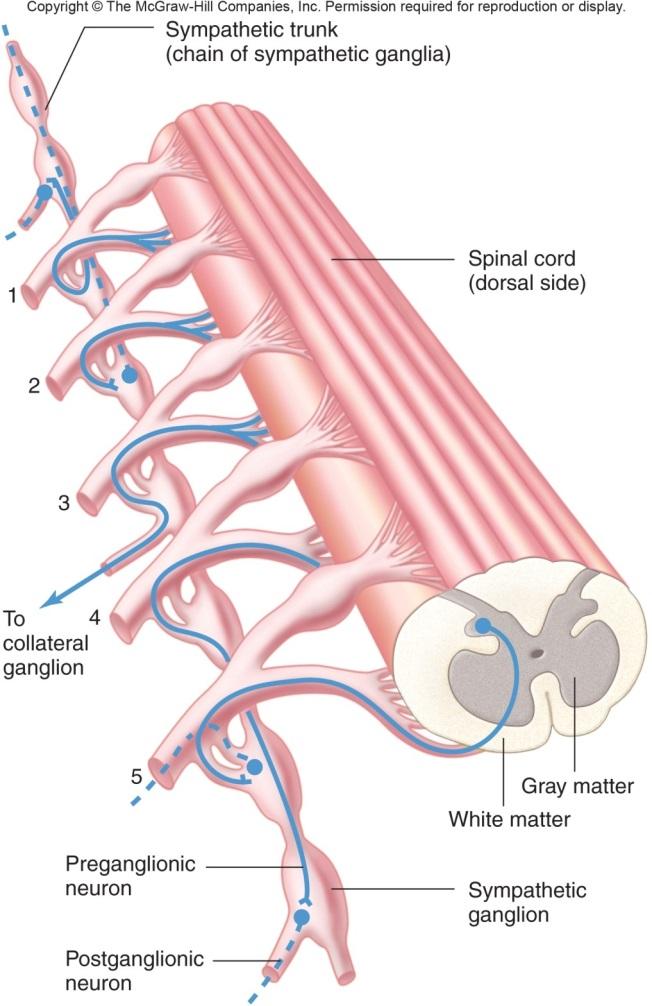 neurons exit spinal cord as part of ventral root Outside of CNS,