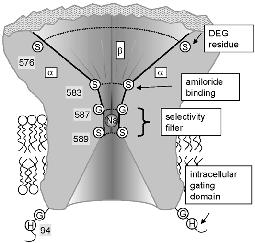 Epithelial sodium channels (ENaC) are found in endothelia and they are