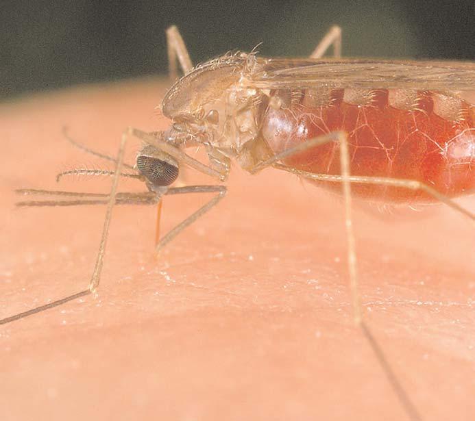 In Sub-Saharan Africa over 90% of human malaria infections are due to P. falciparum infection.the other three species cause milder illness, however infections with P. ovale and P.
