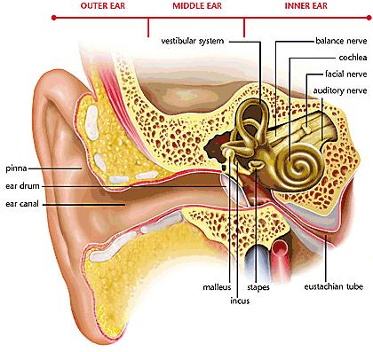 Foreign body blocking the ear canal Middle or outer ear infections Perforated tympanic membrane (ear drum) Fluid build-up in the middle ear Otosclerosis (bony growth affecting the movement of the