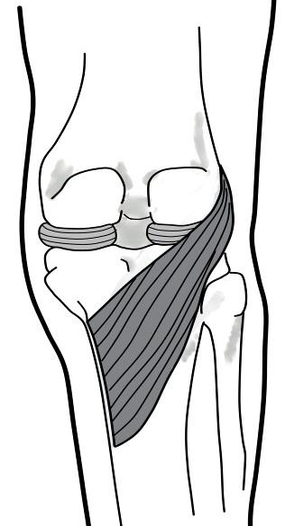 Meniscus Fix (from Quick Self Fixes Program) KNOW YOUR BODY This fix helps prevent knee and ankle instability and pain.