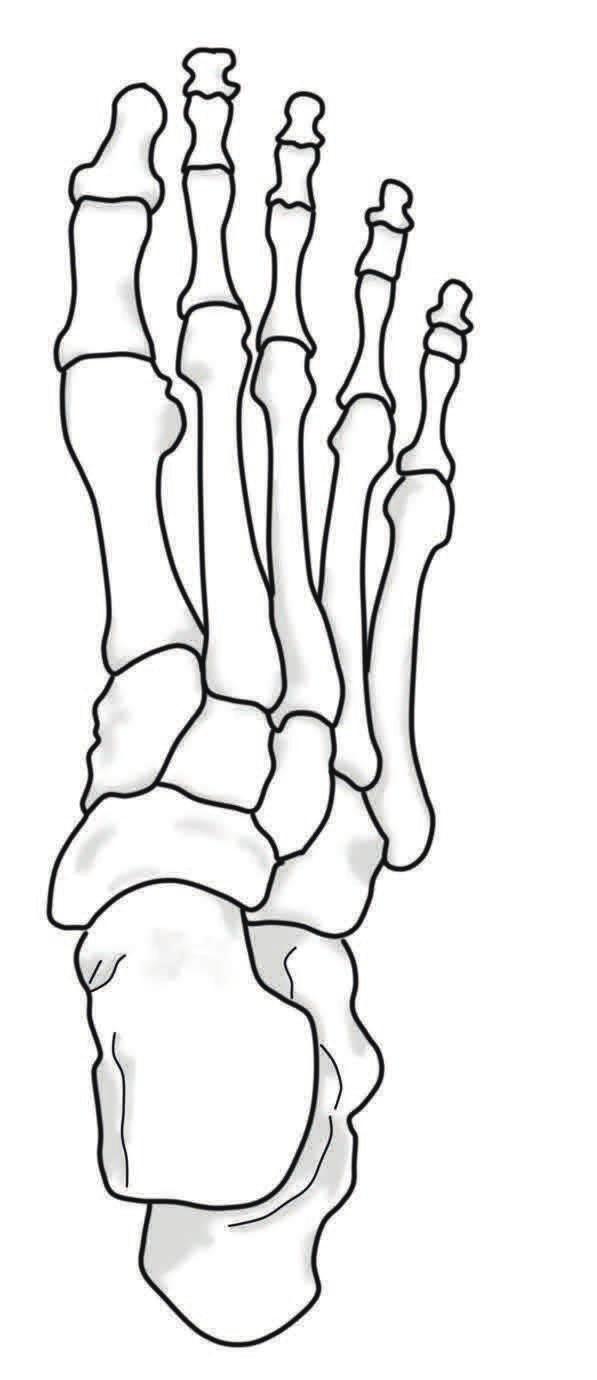 Skeletal Anatomy of the Feet The Foot bone s connected to the ankle bone This page is a reference for pages 6-14. Bottom View Top View 5b 5d 5b 5c 5e 4b 4c 4d 4e 3c 2 7 1 6 5a 4a 3b 3a 1. Navicular 2.