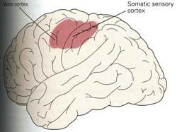 Supplementary motor cortex are