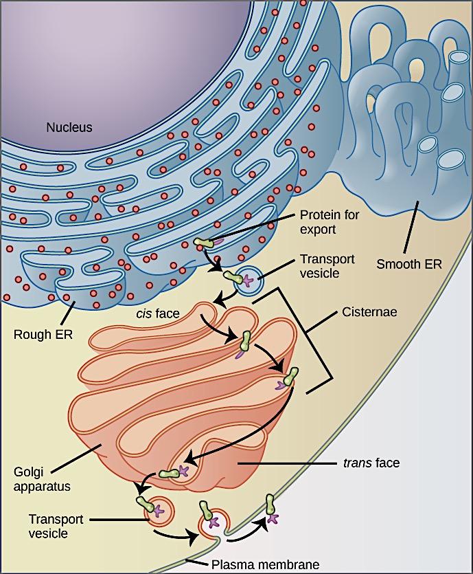 ENDOMEMBRANE SYSTEM- WHAT ARE ITS COMPONENTS?