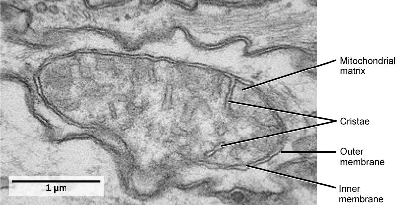 WHAT IS THE FUNCTION OF MITOCHONDRIA? FIGURE 3.14 This transmission electron micrograph shows a mitochondrion as viewed with an electron microscope.