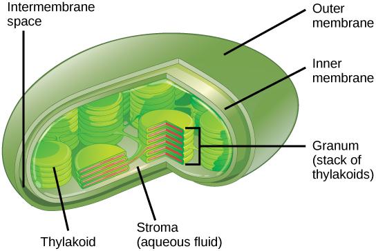 WHAT IS THE FUNCTION OF THE CELL WALL? CHLOROPLASTS? FIGURE 3.