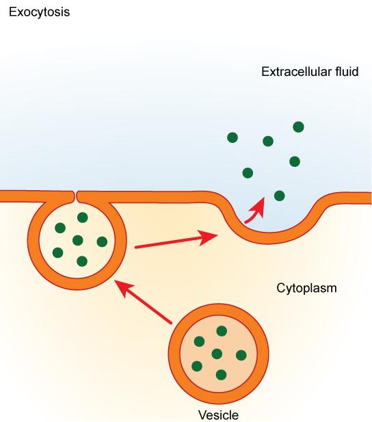 In exocytosis, a vesicle migrates to the plasma membrane, binds, and releases its contents to