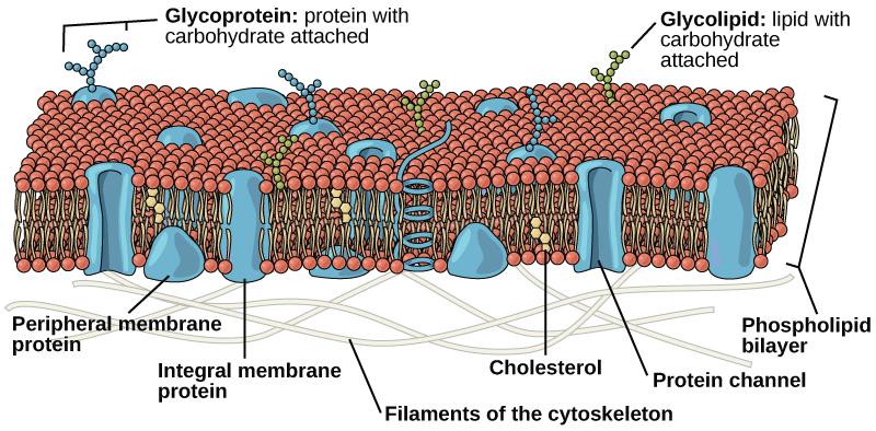 PLASMA MEMBRANE FIGURE 3.8 The plasma membrane is a phospholipid bilayer with embedded proteins.