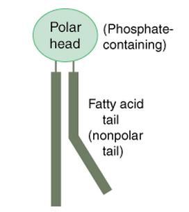 WHAT IS A PHOSPHOLIPID? Image: http://www.sparknotes.