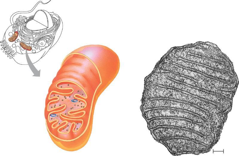 Mitochondria Creates energy
