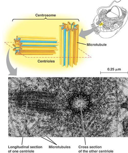 Centrosome In animal cells only Play a role in cell division Help to organize cytoskeleton
