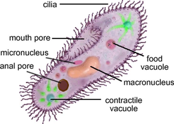 Vacuoles Central Vacuole (in plant cells only) Food vacuoles Contractile vacuoles Holds